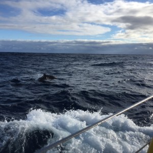 One of a pod of 20 or so dolphins, dancing and playing around Moondance for 20 minutes.  Joyful creatures.  