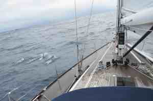 A pod of dolphins keeps us company